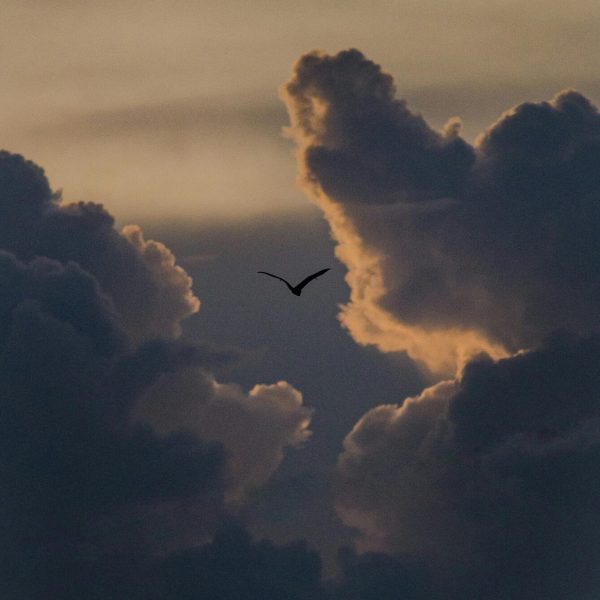 pexels-vaibhav-sahu-1696182241-28666674